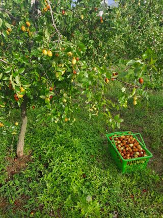 안옥자님의 2024년 농사 계획은? · 참여글 작성글 사진