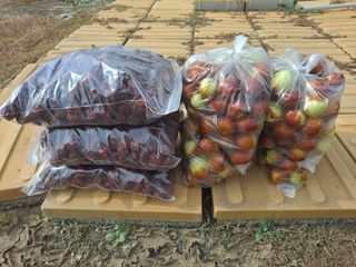 안옥자님의 2024년 농사 계획은? · 참여글 작성글 사진