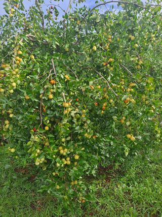 안옥자님의 2024년 농사 계획은? · 참여글 작성글 사진