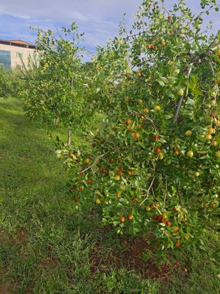 안옥자님의 2024년 농사 계획은? · 참여글 작성글 사진