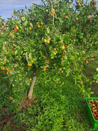 안옥자님의 2024년 농사 계획은? · 참여글 작성글 사진