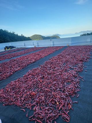 고추농사 정 미라님의 2024년 농사 계획은? · 참여글 작성글 사진