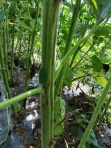 팜모닝 2024년 농사 계획은?·참여글 게시글 이미지