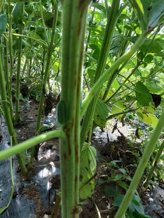 임경희님의 2024년 농사 계획은? · 참여글 작성글 사진