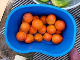 임경희님의 2024년 농사 계획은? · 참여글 작성글 사진