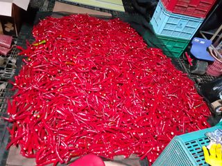 임경희님의 2024년 농사 계획은? · 참여글 작성글 사진