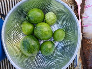 임경희님의 2024년 농사 계획은? · 참여글 작성글 사진