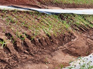 전명선님의 2024년 농사 계획은? · 참여글 작성글 사진