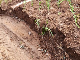 전명선님의 2024년 농사 계획은? · 참여글 작성글 사진