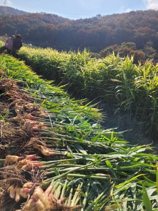 김금자님의 2024년 농사 계획은? · 참여글 작성글 사진