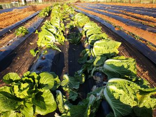 심기정님의 2024년 농사 계획은? · 참여글 작성글 사진