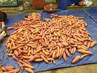 심기정님의 2024년 농사 계획은? · 참여글 작성글 사진