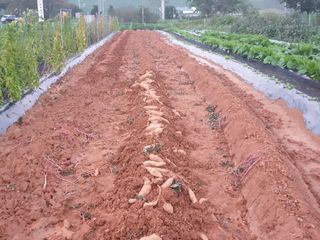 심기정님의 2024년 농사 계획은? · 참여글 작성글 사진