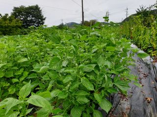 심기정님의 2024년 농사 계획은? · 참여글 작성글 사진