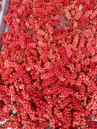 현진수님의 2024년 농사 계획은? · 참여글 작성글 사진