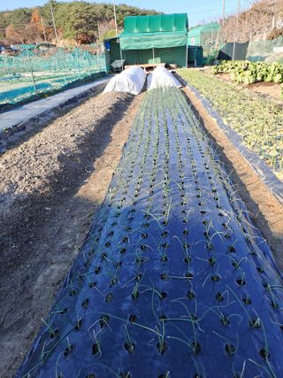 조수호님의 2024년 농사 계획은? · 참여글 작성글 사진