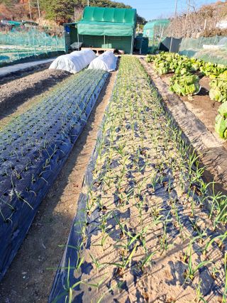 조수호님의 2024년 농사 계획은? · 참여글 작성글 사진