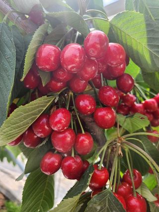 송기순님의 2024년 농사 계획은? · 참여글 작성글 사진