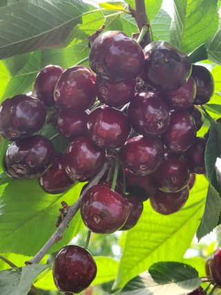 송기순님의 2024년 농사 계획은? · 참여글 작성글 사진