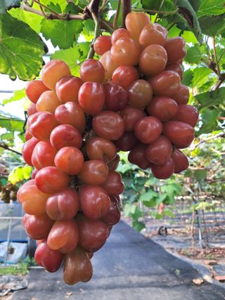 상주 한진학(달빛포님의 2024년 농사 계획은? · 참여글 작성글 사진