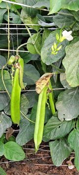 팜모닝 2024년 농사 계획은?·참여글 게시글 이미지