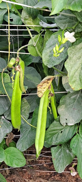 박상춘님의 2024년 농사 계획은? · 참여글 작성글 사진