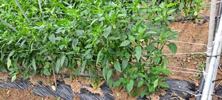 박상춘님의 2024년 농사 계획은? · 참여글 작성글 사진