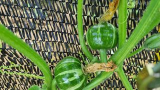 곽행남님의 2024년 농사 계획은? · 참여글 작성글 사진