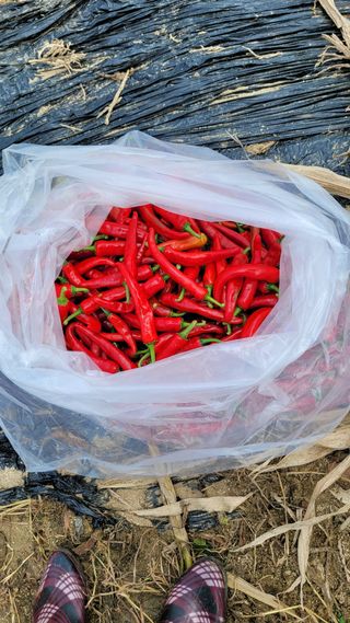 선영~~님의 2024년 농사 계획은? · 참여글 작성글 사진