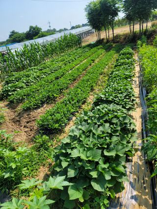 선영~~님의 2024년 농사 계획은? · 참여글 작성글 사진