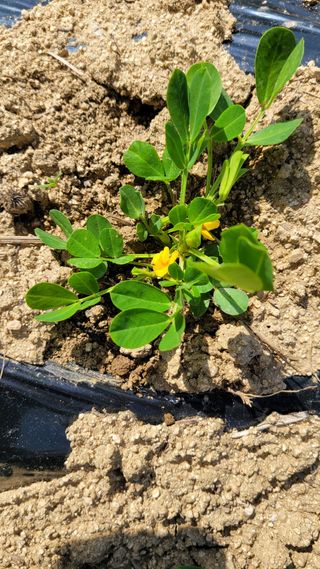 선영~~님의 2024년 농사 계획은? · 참여글 작성글 사진