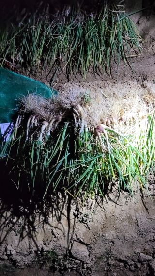 선영~~님의 2024년 농사 계획은? · 참여글 작성글 사진