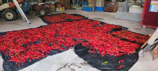 이의도님의 2024년 농사 계획은? · 참여글 작성글 사진