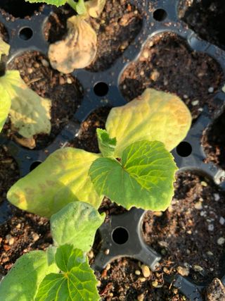 은소님의 호박 · 병해충상담 작성글 사진