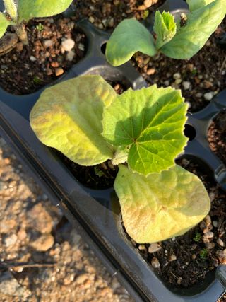 은소님의 호박 · 병해충상담 작성글 사진