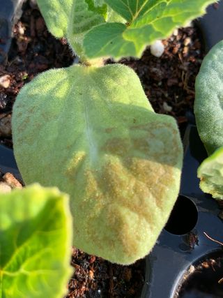 은소님의 호박 · 병해충상담 작성글 사진