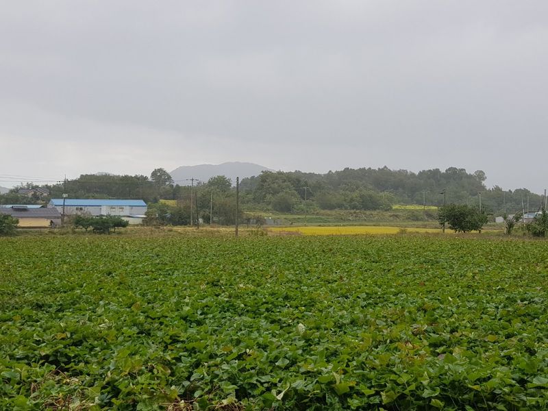 장터 상품 [달콤 촉촉한 꿀고구마 판매합니다] 썸네일