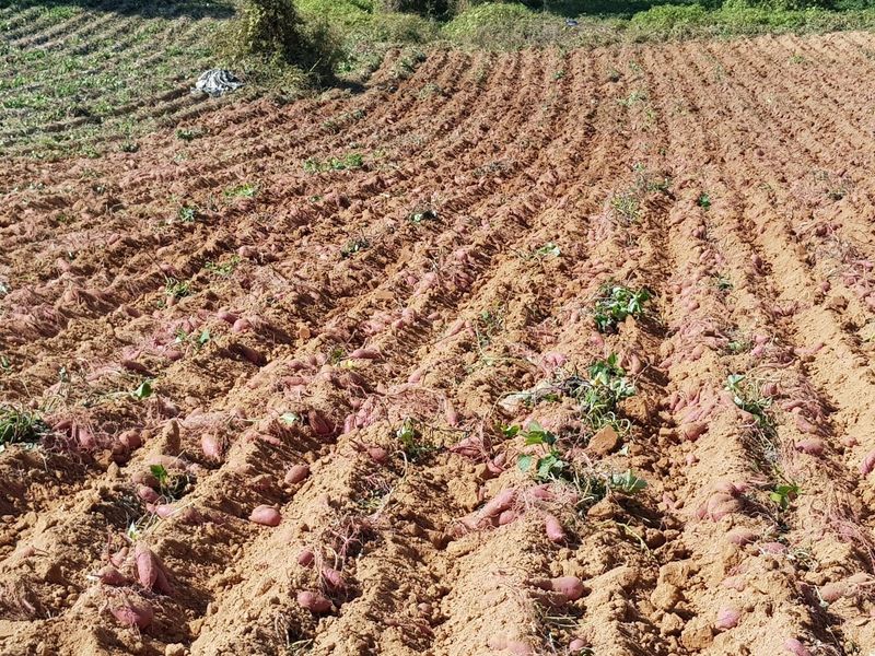 이상성님의 장터 판매 상품 [달콤 촉촉한 꿀고구마 판매합니다] 첨부 사진
