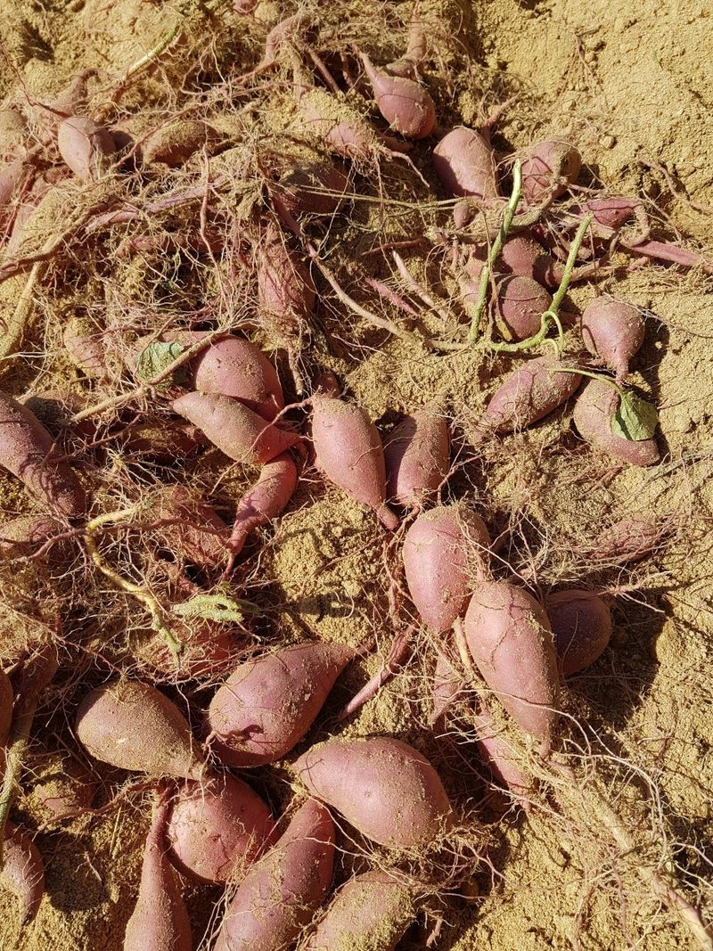 이상성님의 장터 판매 상품 [달콤 촉촉한 꿀고구마 판매합니다] 첨부 사진
