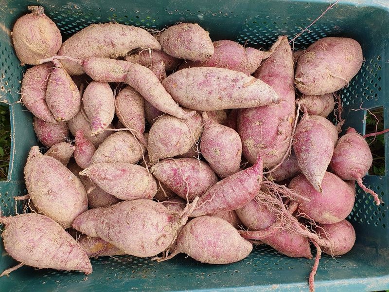 이상성님의 장터 판매 상품 [달콤 촉촉한 꿀고구마 판매합니다] 첨부 사진