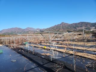 장수 팜 랜드님의 포도 · 자유게시판 작성글 사진