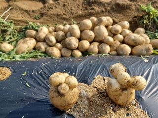 팜모닝회원 김순달 님의 2024년 농사 계획은? · 참여글 작성글 사진