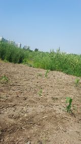 팜모닝 두릅·삽목•정식 게시글 이미지