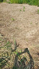 천지창조님의 두릅·삽목•정식 작성글 사진