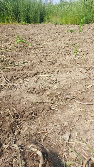 천지창조님의 두릅 · 삽목•정식 작성글 사진