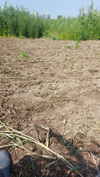 천지창조님의 두릅 · 삽목•정식 작성글 사진