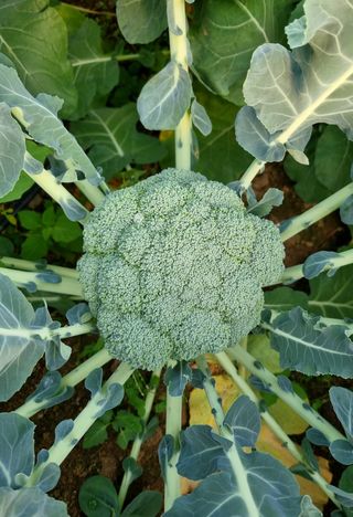 해뜰녁농장박양현님의 2024년 농사 계획은? · 참여글 작성글 사진