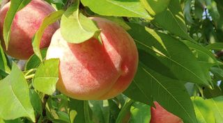 달맛햇복숭아농원님의 2024년 농사 계획은? · 참여글 작성글 사진