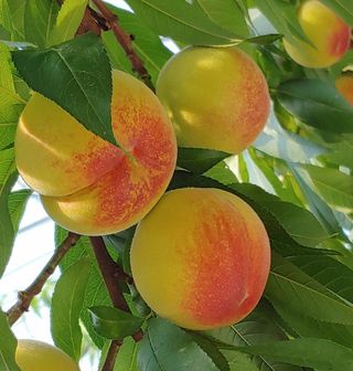 달맛햇복숭아농원님의 2024년 농사 계획은? · 참여글 작성글 사진