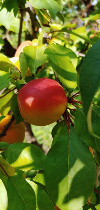 달맛햇복숭아농원님의 2024년 농사 계획은? · 참여글 작성글 사진